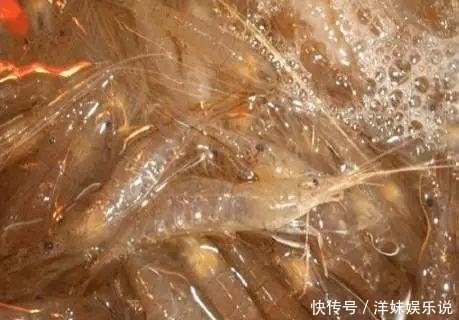 海鲜|海鲜大全, 你能认出多少