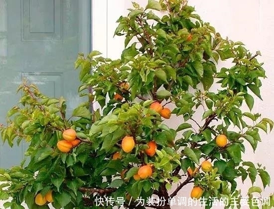 品种|适合在家院子里栽种的几种果树,一定会有你喜欢的品种