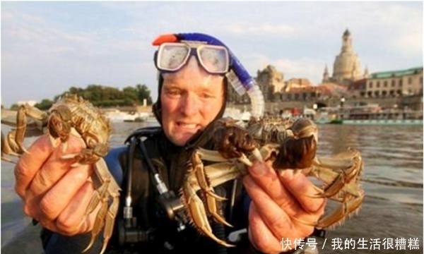 泛滥的亚洲|中国人有多能吃?盘点在中国待不下去在他国泛滥的生物