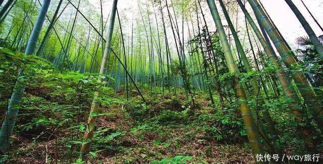 森林|高温席卷的初夏,不如去这些堪比童话仙境的小众森林里乘个凉!
