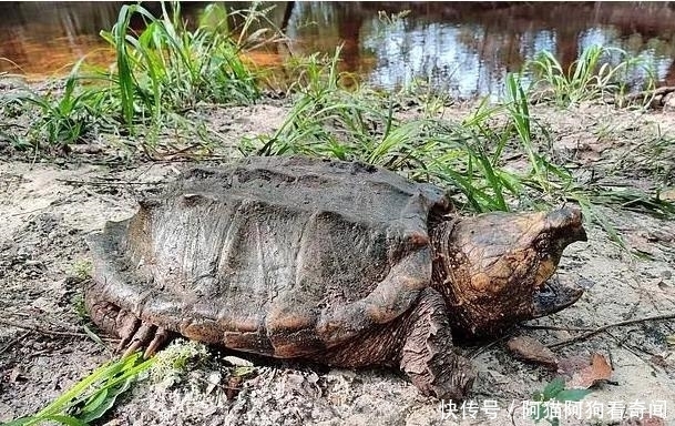  千克|佛罗里达州一小河出现三只巨大鳄龟，最大一只45千克，非常罕见