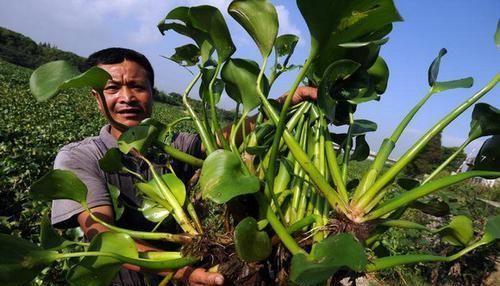 野菜|原产巴西，曾是水中一大祸害，如今成高档野菜，4元一斤