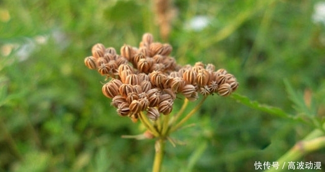  儿时|老人叫它“蛇床”，儿时见了避开，殊不知果实60元一斤，遇见赚了