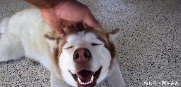  狗狗|为什么狗狗喜欢主人摸它的头部？背后的6个意义，真是“心机狗”