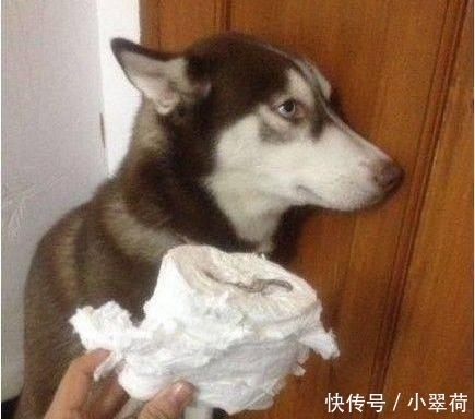 沙发|看到狗子犯错后一副这么无辜的表情, 铲屎官都下不了手!