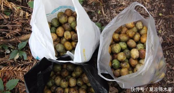 城市里|这种野果一熟树下全是人，但掉地上就不要吃了，知道这是什么吗