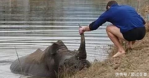 国外|国外男子救了一只受伤的犀牛，几年后，犀牛的出现很让人感动