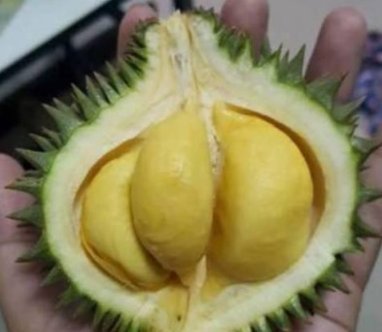 小孩子|这些“迷你版”的水果,是变异了吗就算小孩子吃都不够塞牙缝的