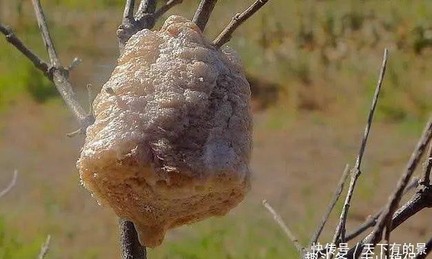 种桑螵鞘|生长在桑树上的“疙瘩”农村小孩都拿来泡水喝,如今一斤120元