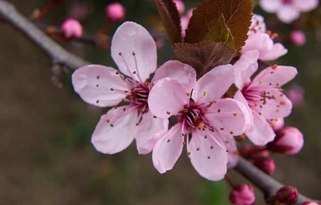 喜从天降|5号到18号开始,运势如虹,富贵临门,喜从天降的4生肖