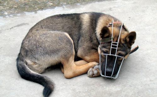 告诉|别再大意了!9岁孩童被狗抓伤因怕父母责骂,造成狂犬病发作死亡