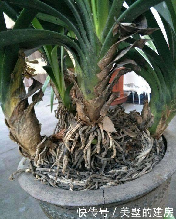 盆里|秋天养花有诀窍,做好这几步,盆里都是面条根