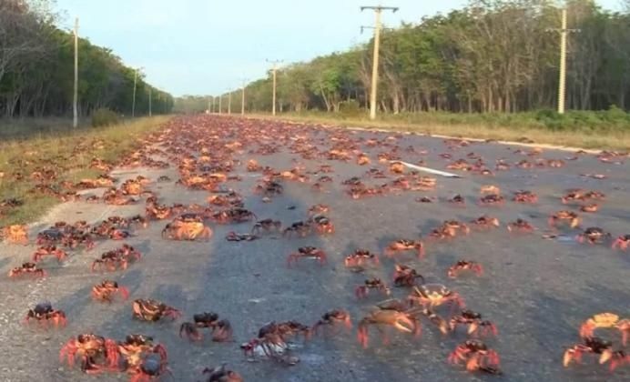 德国|中国游客去德国吃大闸蟹,给了400块刚想离开,却被德国老板喊住