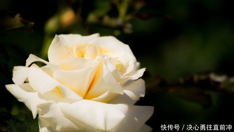 未来|未来一个月,财神偏爱,事业顺,爱情旺,苦尽甘来的四大生肖