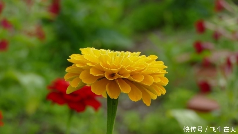 事业|9月中旬,运势步步高,事业姻缘皆顺畅,生活眉眼带笑的四大生肖