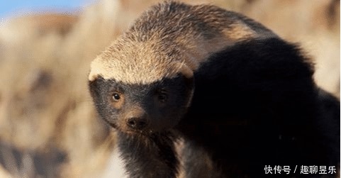 唯一|非洲乱不乱,平头哥说了算:唯一把自己“玩成”濒危的物种