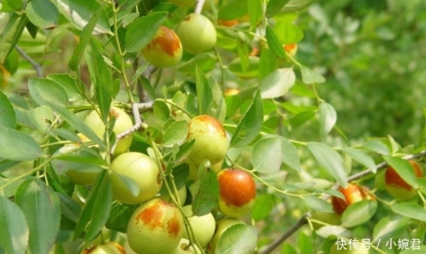 带有|名字带有“龙”字的水果,吃过一种不算啥,吃过最后一种才牛