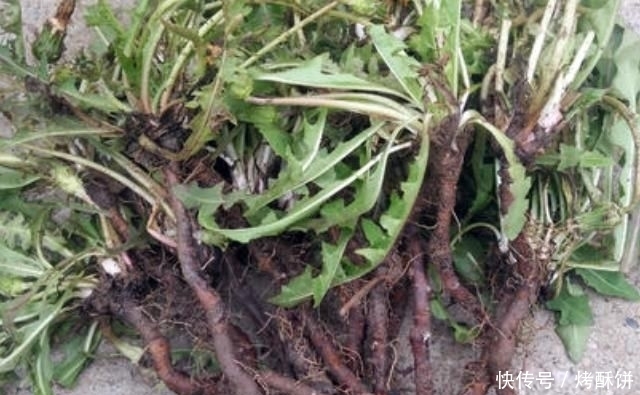 找到了,敞开肚皮吃,杀菌消炎,炎症或绕着走