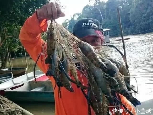 珠江|祸害”湄公河的巨虾来了珠江钓起“大虾”,一桶装不下