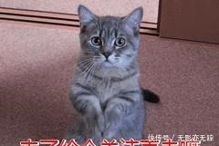 饲养|犬界最“危险”的5大狗狗,泰迪也在其中,一般不建议饲养