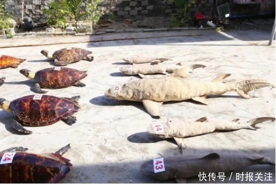 濒危野生动|危害巨大涉案估值3300余万！海南警方破获近年最大买卖野生动物案