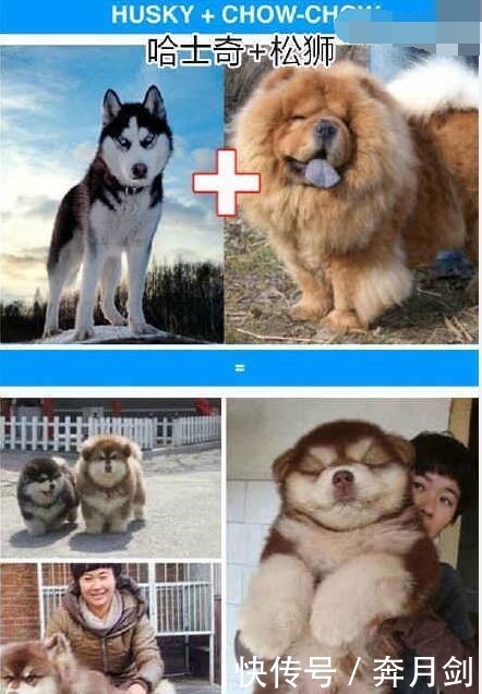 宝宝|斗牛犬爱上哈士奇, 当它们宝宝出生后, 斗牛 这孩子我不要了