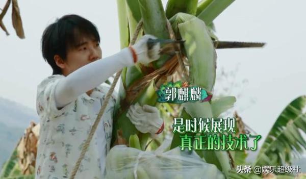 向往|《向往的生活4》收割香蕉号称四季最累,网友们都笑了
