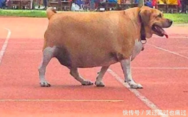 老师|小学生惊呼学校发现一头“牛”,老师赶过来差点笑哭了