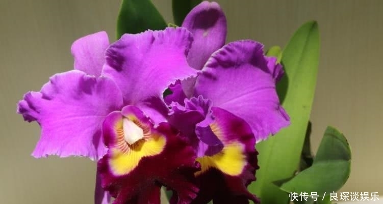  生肖|8月开始贵人辅佐，运势上涨，富贵不倒的四大属相