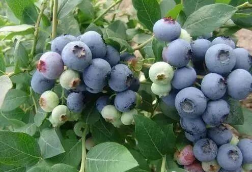 施药|用这些杀虫剂要格外注意