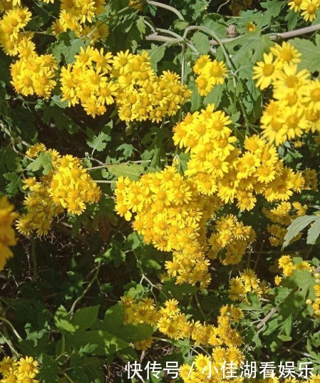 能开|20种秋天开花的植物,外出看到,记得拍照欣赏!