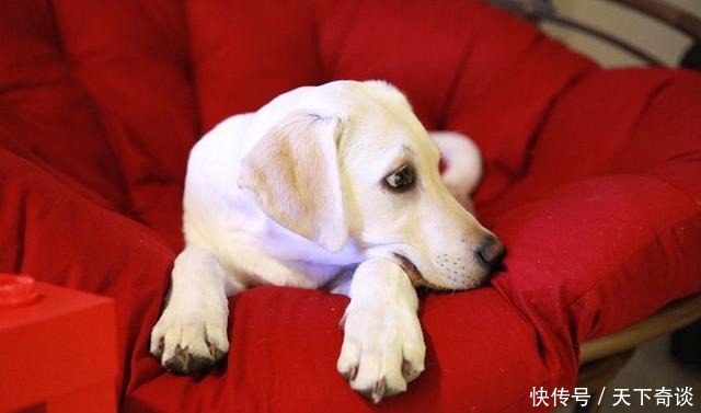 沙发|为什么70%的狗不喜欢睡狗窝,非要睡沙发或者是床呢