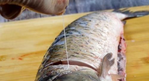 源头|剃掉“鱼腥线”,大错特错,这4处才是腥味源头,处理好做鱼更鲜