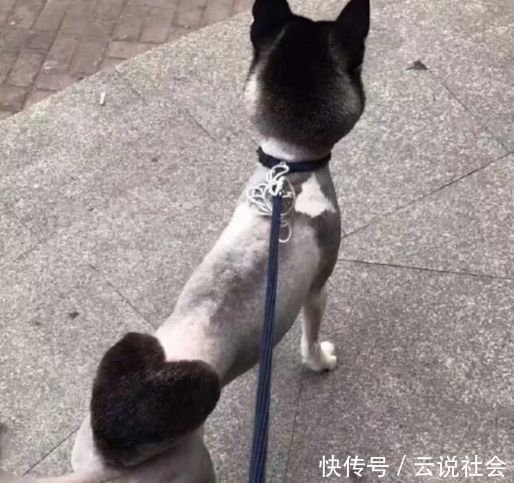 哈士奇|女主人给哈士奇换了一个发型,过了一周后,结果令她后悔不已