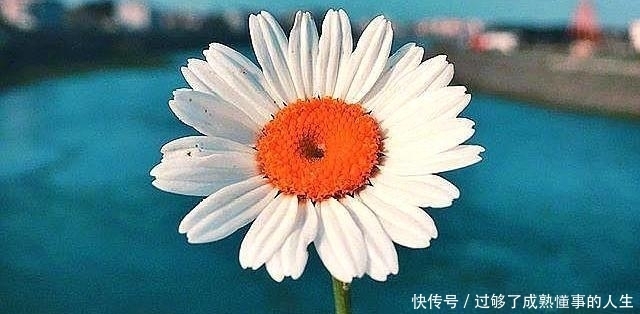 心语|朋友圈阳光励志心语,每一句都是满满的正能量