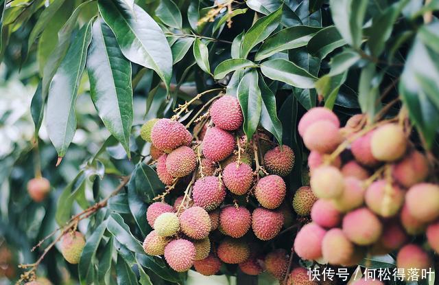 品种|买荔枝的时候,不分品种,认清这三点,你就能挑到好吃的