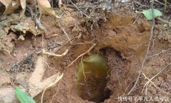  男子|男子挖土发现洞口里藏有“黄金”，伸手拿出来后却酿成悲剧！
