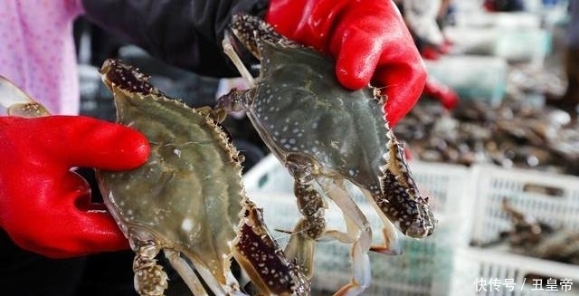 梭子蟹|8月份,梭子蟹要吃公的,教你5个挑选技巧,螃蟹肥美,蟹膏满满