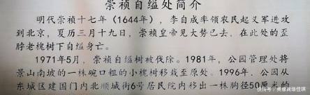  槐树|煤山上的歪脖树枯死后，景区费尽周折，终于复植了一棵同样的树