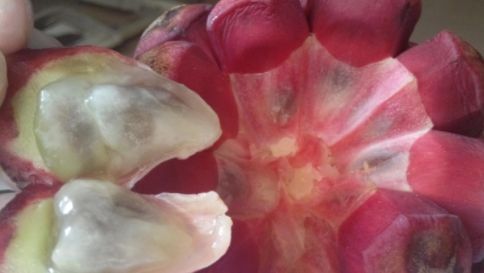 汉子|公认“最难吃”的4种水果,我一种都没吃过,全吃过敬你是条汉子