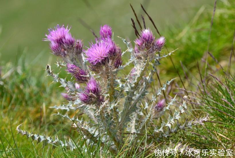 有人|天生是“美女命”的三生肖,婚后依旧十分迷人,再穷也有人追求