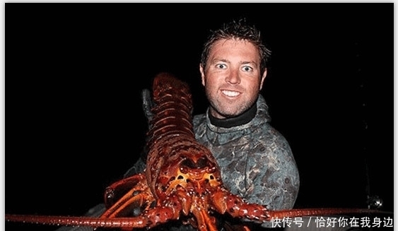 世界|世界上最大只的龙虾,体长2米比人还高
