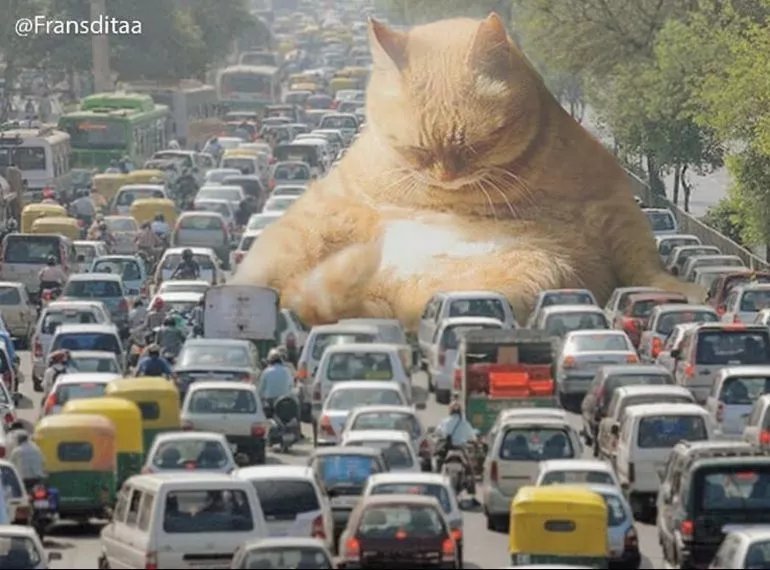  哥斯拉|要是小猫咪突然变成了庞然大物，这个世界会是什么样的