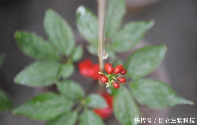  死苗|人参根腐病用什么药效果好？枯黄萎病能治好吗？人参黄叶死苗怎样防治？