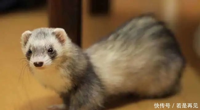 海洋|32亿像素照片出炉；“三体”星系被发现；牛仔裤污染地球