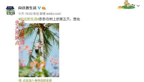 椰子树|官微说想念彭昱畅,网友让彭昱畅再坚持两天!发生了啥