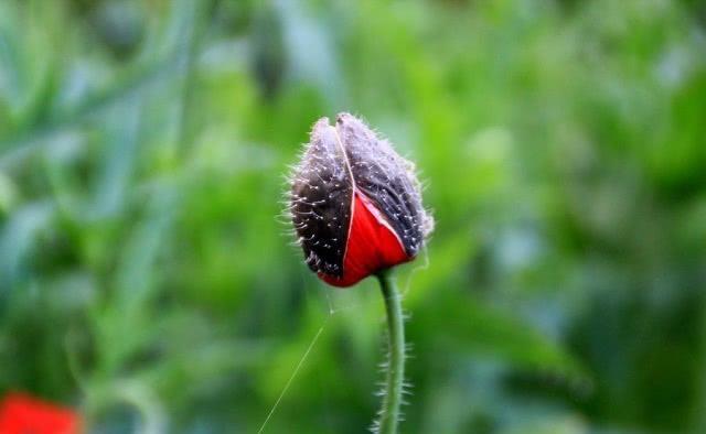 毒品|金三角毒品泛滥，为何各国不派兵剿灭？说了你可能不信