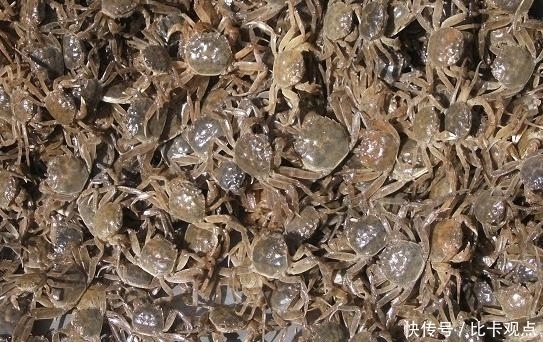 沙漠|中国人到底有多可怕?沙漠里养螃蟹,一年收入超过100万