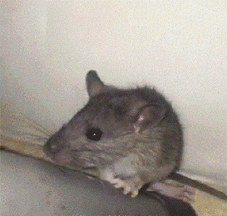 GIF|搞笑GIF:就一招神龙摆尾了!