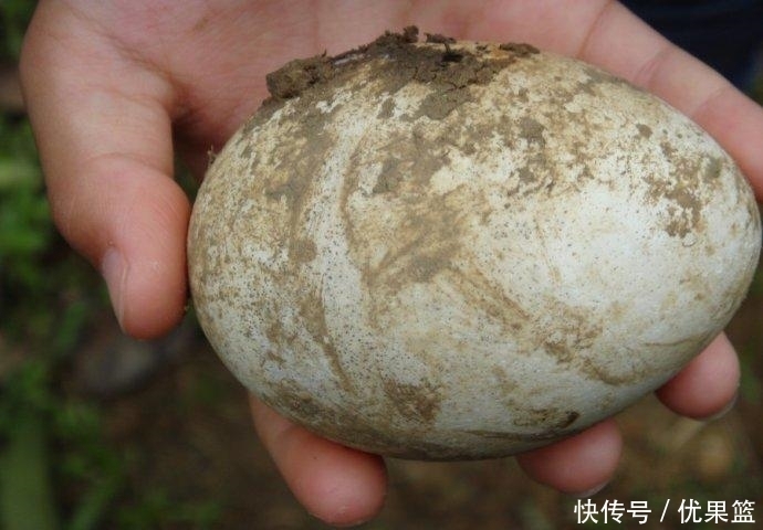 鸡蛋|小伙随手捡回“野鸡蛋”, 孵化长大后美了